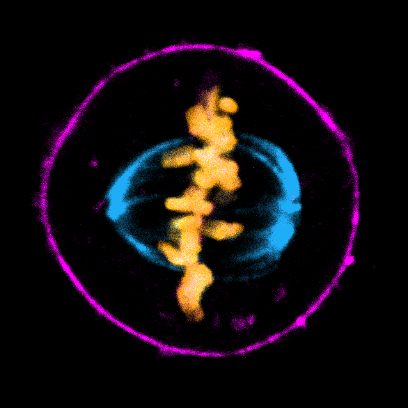Mitosis_SPY555-actin_SPY595-DNA_SPY650-tubulin_3