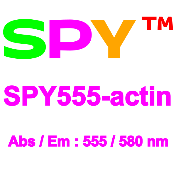 SPY555-actin_final