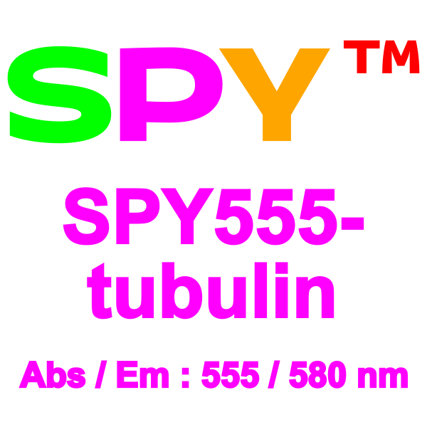 SPY555-tubulin_final