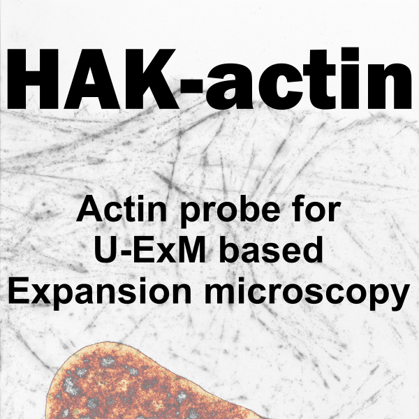 HAK actin