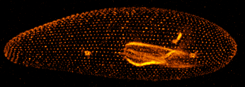 P.tetraurelia_live_MIP_3 P.tetraurelia live MIP 3
